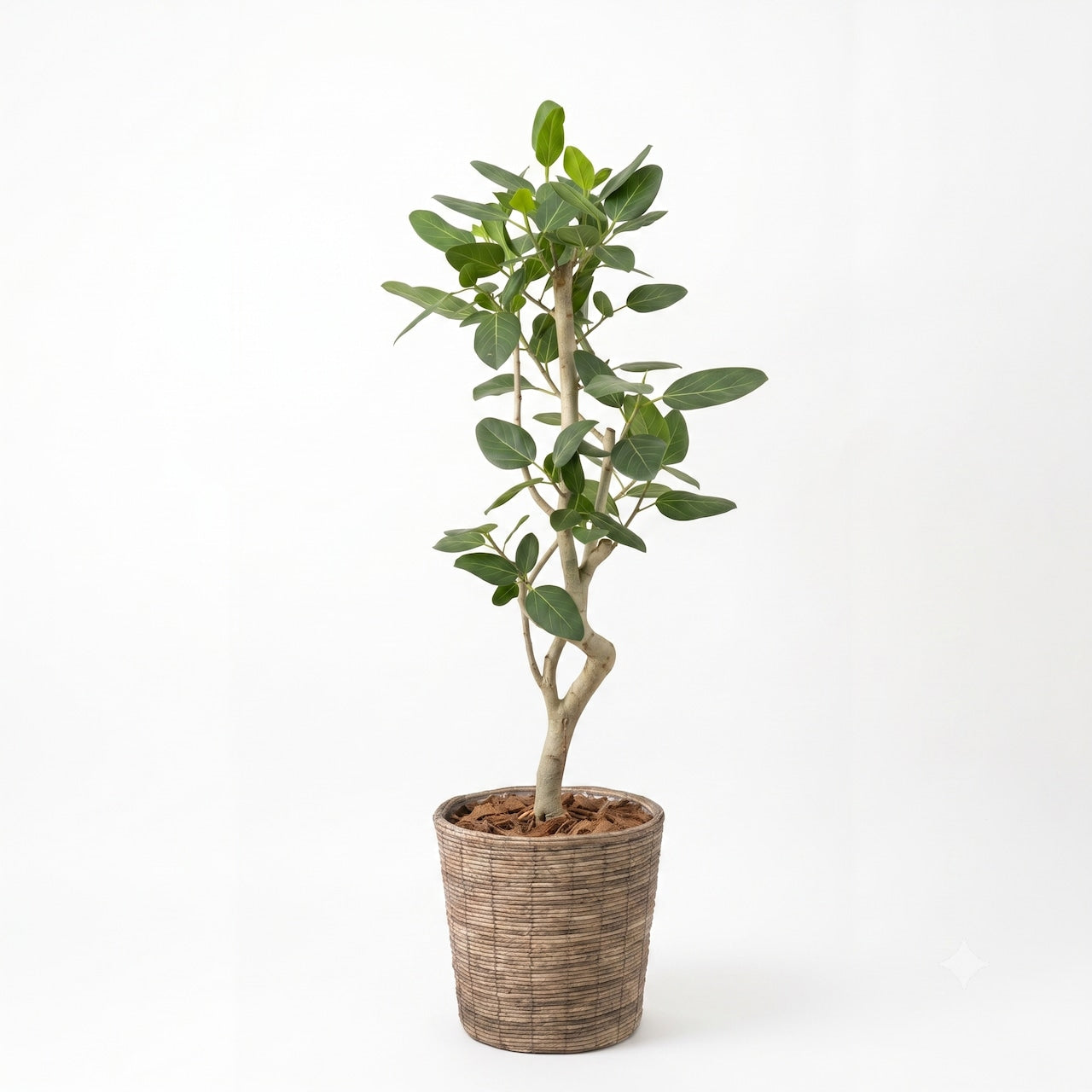 観葉植物 「フィカス・ベンガレンシス」バスケット鉢カバー 8号 22000円(税別）　ベンガル菩提樹 お祝い 開業祝い 開店祝い 移転祝い 引越祝い  Lサイズ
