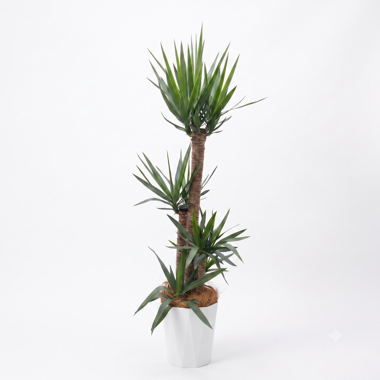 観葉植物「ユッカ（青年の木）」樹脂鉢カバー10号 25000円（税別）大型  開店祝い 開業祝い 移転祝い 新築祝い 六本木配送無料　お祝い 開業祝い 開店祝い 移転祝い 引越祝い 大きいサイズ LLサイズ