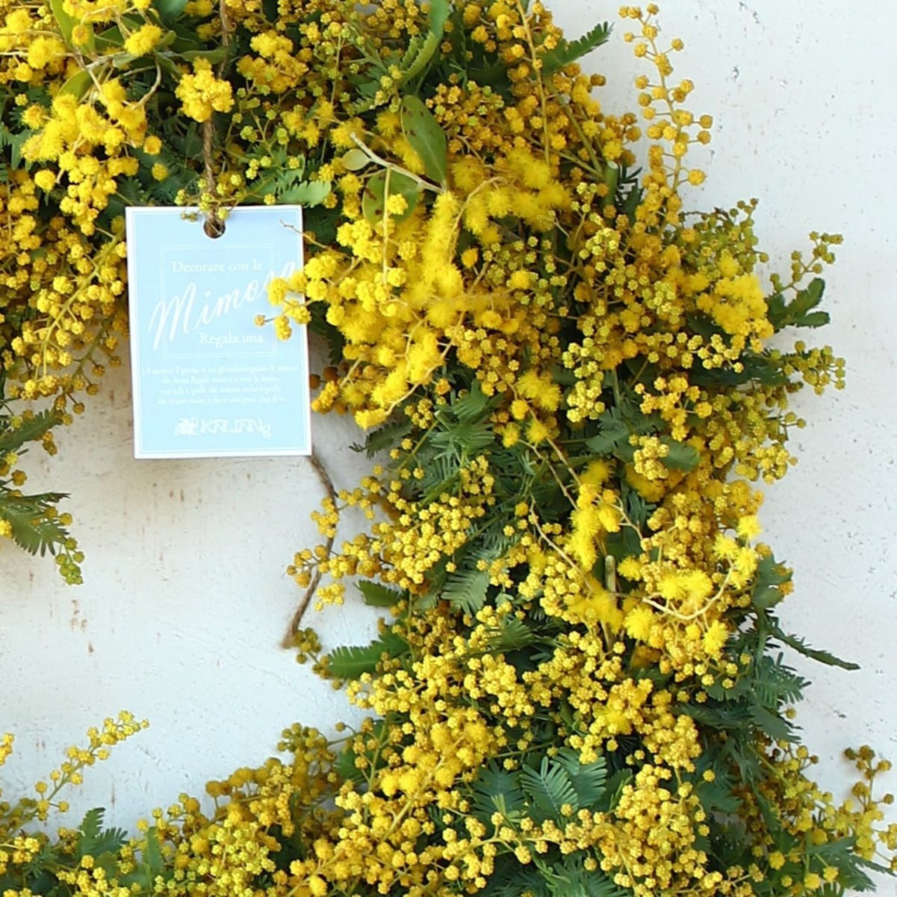 ミモザ 「ミモザのドライフラワーになるフレッシュリース」Lサイズ 35cm ミモザ フレッシュ ミモザアカシア