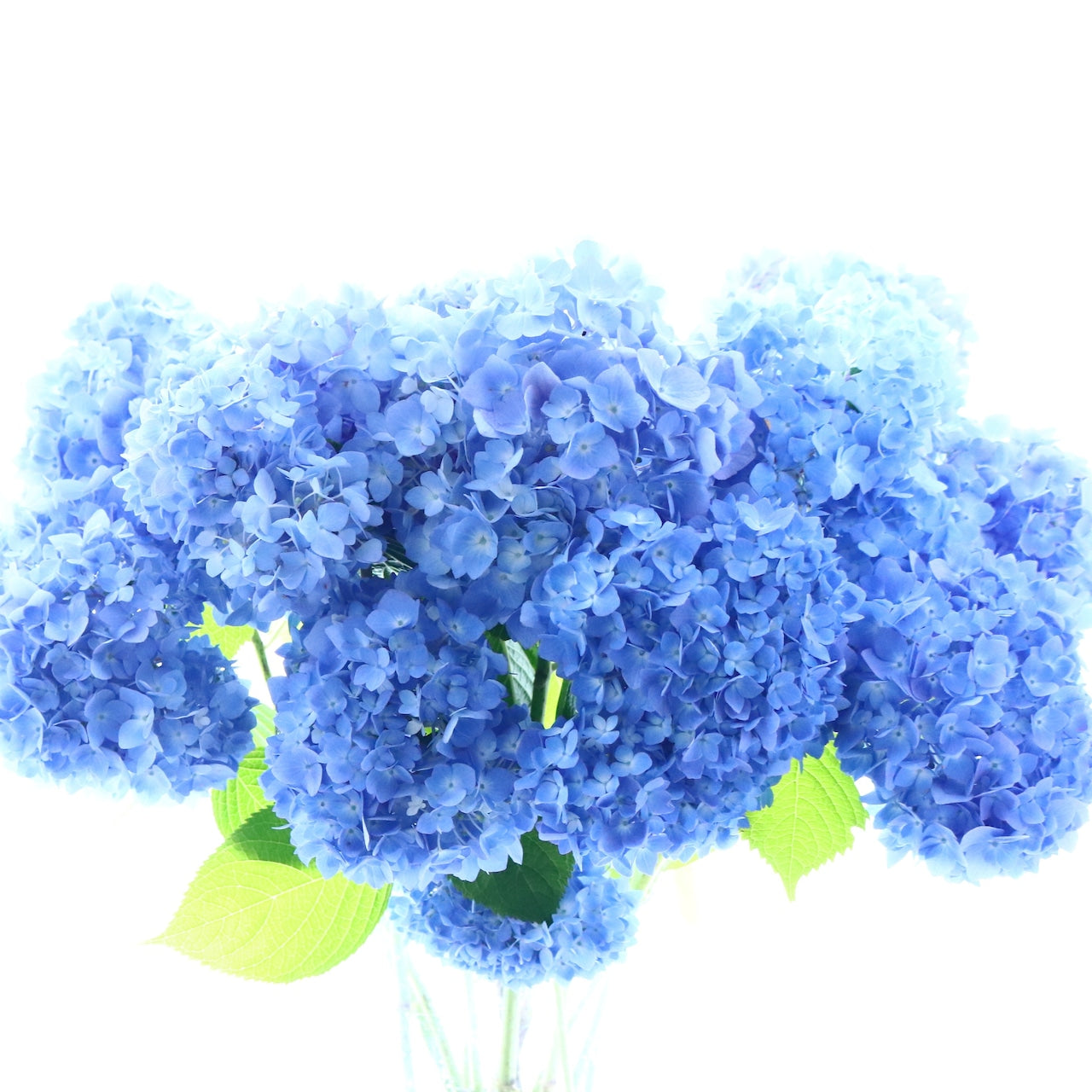 花束「爽やかなそして鮮やかなアジサイのブーケ」Lサイズ　ブーケ　父の日　記念日　ギフト　お誕生日　6月の贈り物　