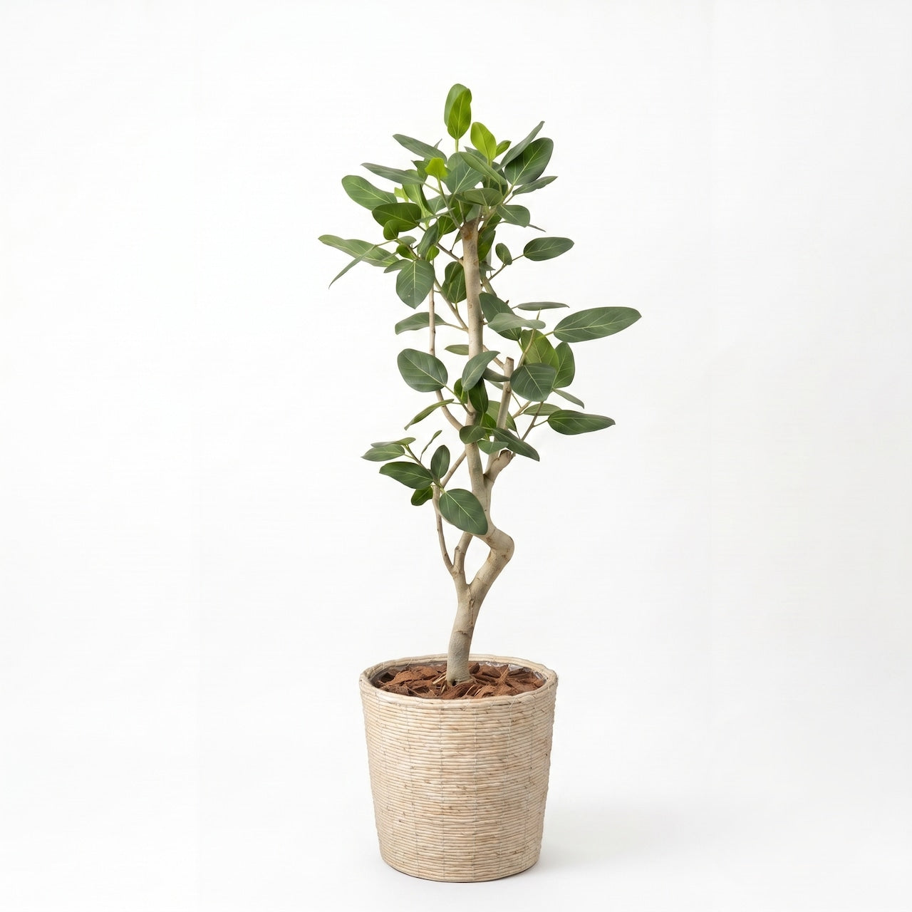 観葉植物 「フィカス・ベンガレンシス」バスケット鉢カバー 8号 22000円(税別）　ベンガル菩提樹 お祝い 開業祝い 開店祝い 移転祝い 引越祝い  Lサイズ