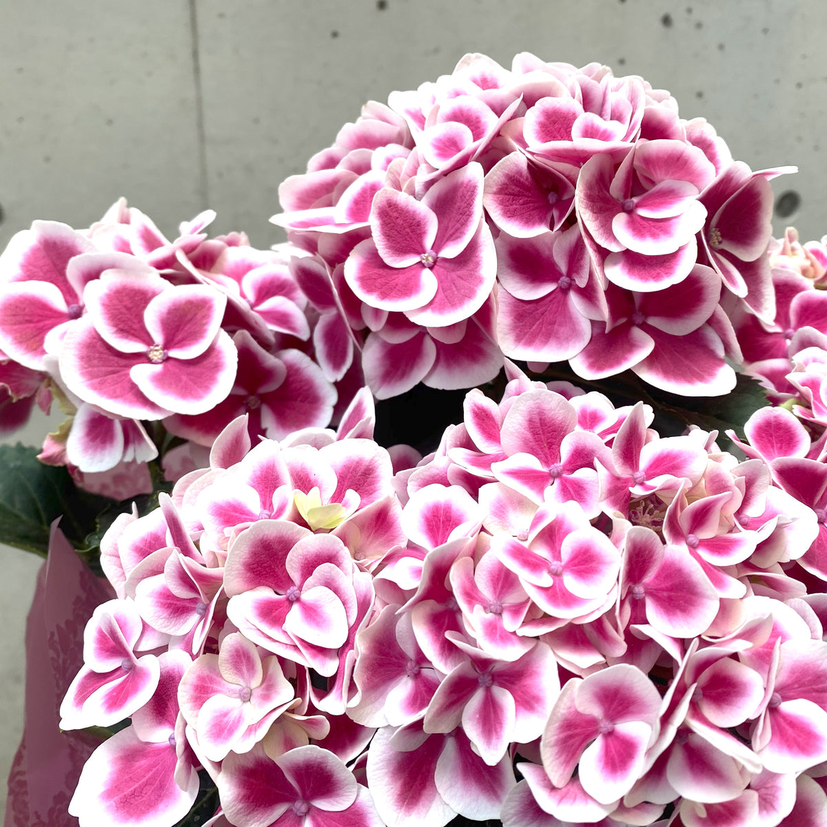 母の日 花鉢「アジサイ 赤×白 シングル咲き品種おまかせ」ギxフト